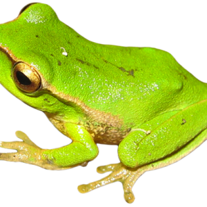 Frog Charms