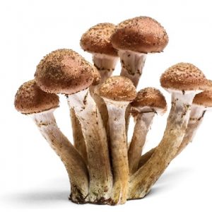Mushroom Charms